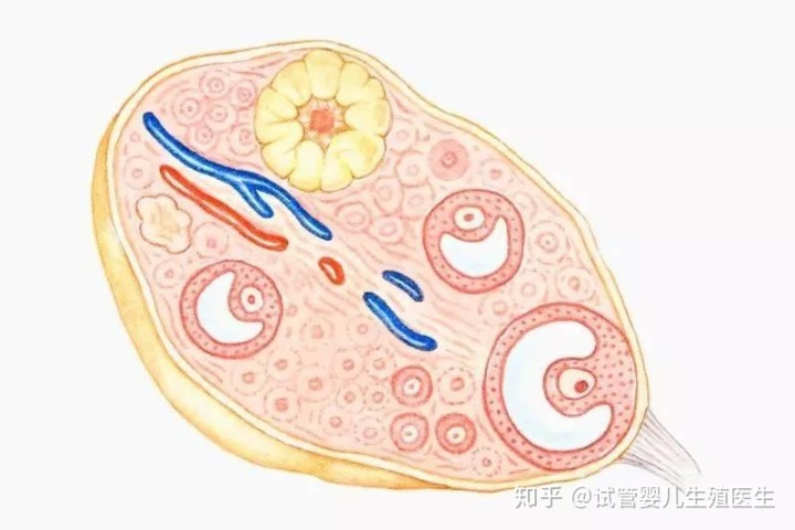 赠卵生子代生试管醋酸曲普瑞林-赠卵生子代怀试管醋酸曲普瑞林注射液多长时间可以取卵