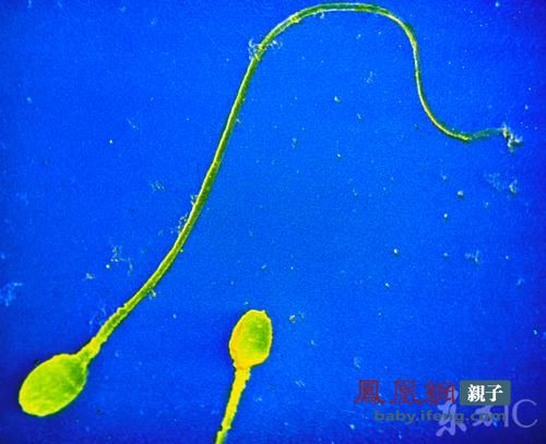 做供卵公立自怀试管要准备多长时间（做供卵借卵做试管自怀最早需要多长时间）