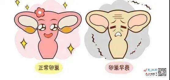 福建供卵成功率高吗
